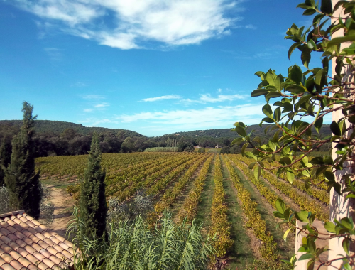 Image 1000 hectares de vignoble