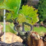 Château et vignoble Côtes du Rhône