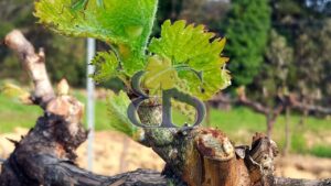 Château et vignoble Côtes du Rhône