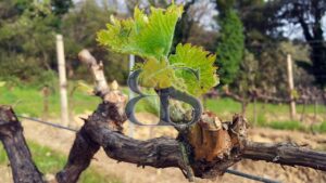 Château et vignoble Côtes du Rhône