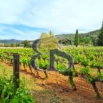 Very nice vineyard for sale Var