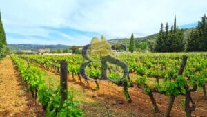 Very nice vineyard for sale Var