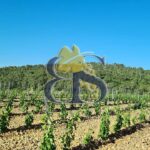 Domaine viticole Provence