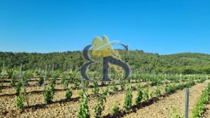 Domaine viticole Provence