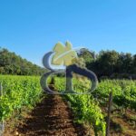 Domaine viticole Provence