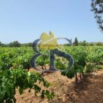 Côtes de Provence vineyard