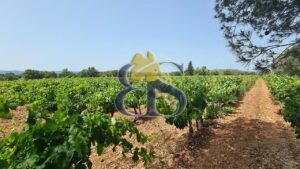 Côtes de Provence vineyard