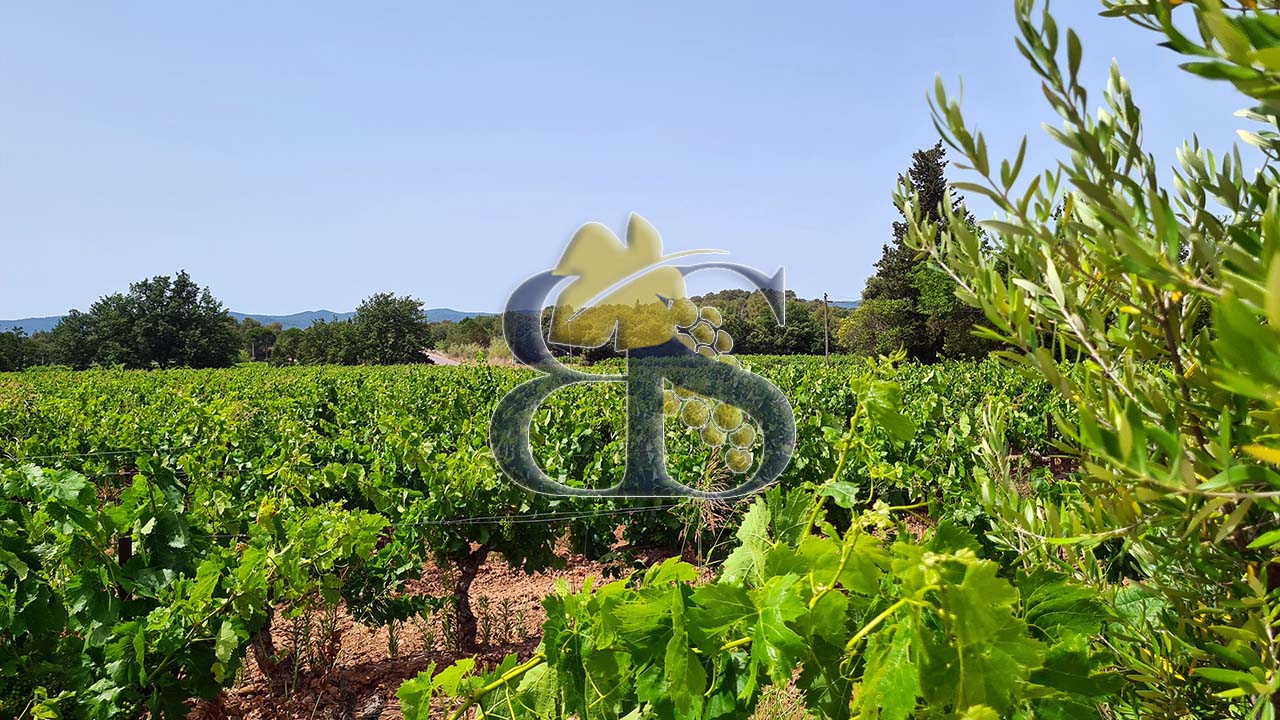 Côtes de Provence vineyard