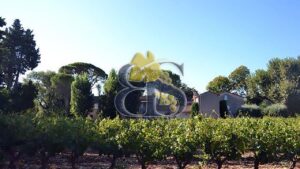 Domaine viticole Provence