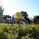 Vignoble Provençal