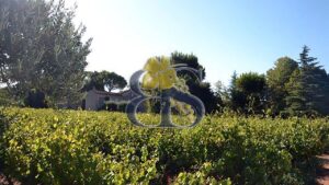 Provencal Vineyard