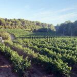 AOP COTEAUX D'AIX EN PROVENCE 13