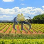 Vines, landscape, vineyard
