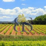 Vignes, paysage, vignoble