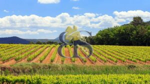 Vignes, paysage, vignoble