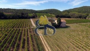 Vignes, paysage