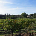 DOMAINE D’EXCEPTION EN PROVENCE 14