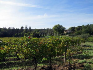 DOMAINE D’EXCEPTION EN PROVENCE 14