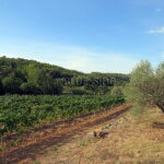 VINEYARD CENTER VAR 5