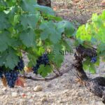 DOMAINE VITICOLE CENTRE VAR 7