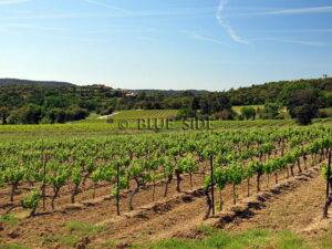 DOMAINE VITICOLE GOLFE ST TROPEZ 12