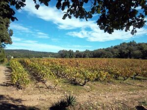 DOMAINE VITICOLE GOLFE ST TROPEZ 19