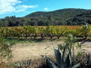 DOMAINE VITICOLE GOLFE ST TROPEZ 20