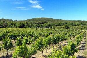 DOMAINE VITICOLE VAR PROVENCE 8