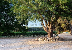 LARGE WINE ESTATE VAR 16