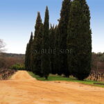 LARGE WINE ESTATE VAR 4