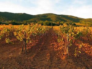 GREAT VINEYARD VAR LITTORAL