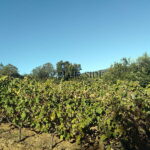 HOBBY VINEYARD IN THE HEART OF THE PENINSULA OF ST TROPEZ 7