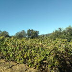 HOBBY VINEYARD AU CŒUR DE LA PRESQU’ÎLE DE ST TROPEZ 7