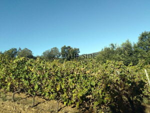 HOBBY VINEYARD AU CŒUR DE LA PRESQU’ÎLE DE ST TROPEZ 7