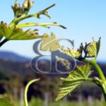 Vignes
