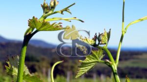 Vignes