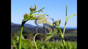wine Rhône valley vineyard