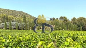 Purchase of a vineyard in the Var