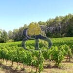 An estate and its vineyard to buy in the Var