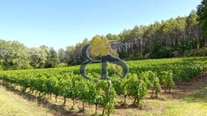 An estate and its vineyard to buy in the Var
