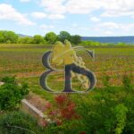 Vines, landscape, vineyard