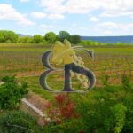 Vignes, paysage, vignoble