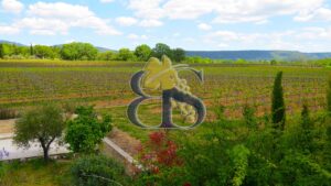 Vines, landscape, vineyard