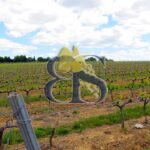 Vignes, paysage, vignoble