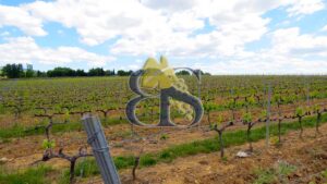 Vignes, paysage, vignoble