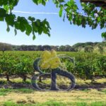 Vignes, paysage, vignoble