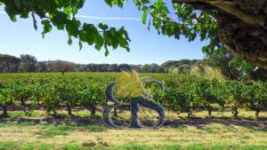 Vignes, paysage, vignoble