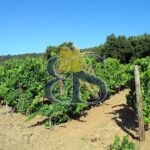 Côte du Rhône wine estate