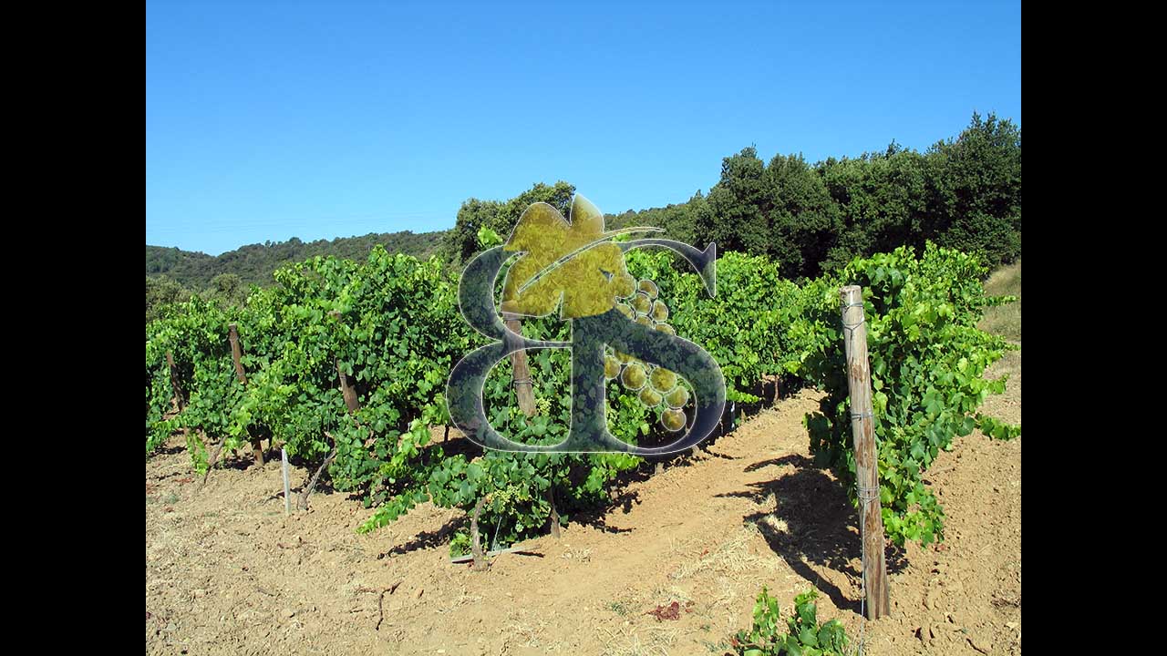 Côte du Rhône wine estate