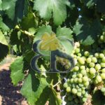 Vignoble Côtes de Provence